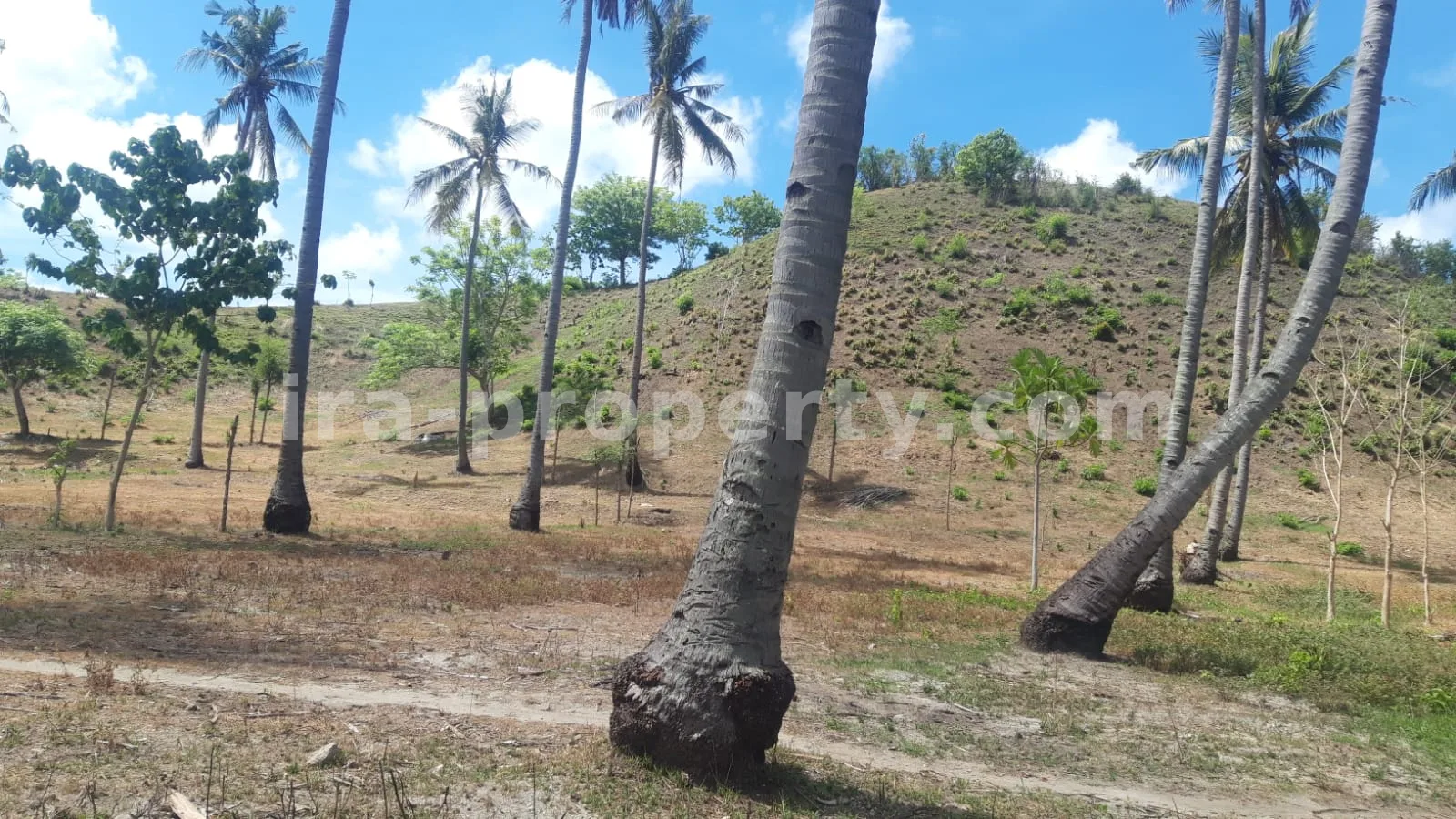 Tanah Tepi Pantai di Gili Genting, Sekotong - 183 - 6