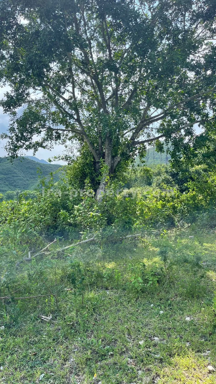 Sea view Land in Mawun, Kuta Mandalika (1.5 Hectare) - 430 - 6