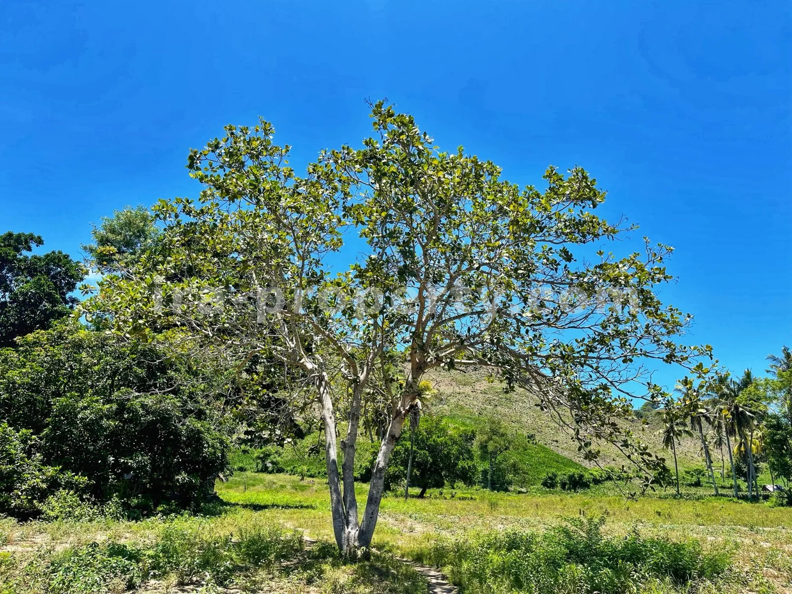 Tanah Tepi Pantai Sekotong - Pinggir Jalan, 19.866 m\u00b2 - 177 - 6