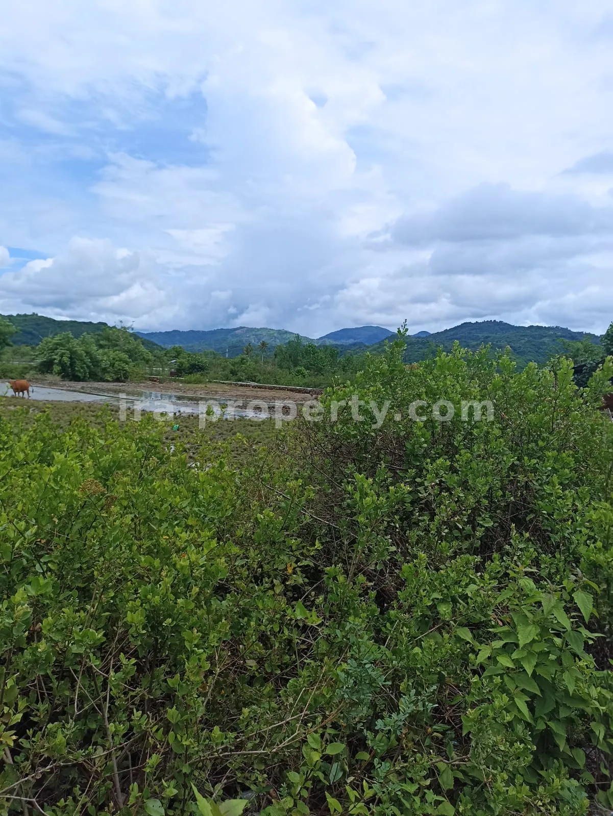 Tanah Strategis Pinggir Jalan di Sekotong \u2013 3.390 m\u00b2 - 175 - 4