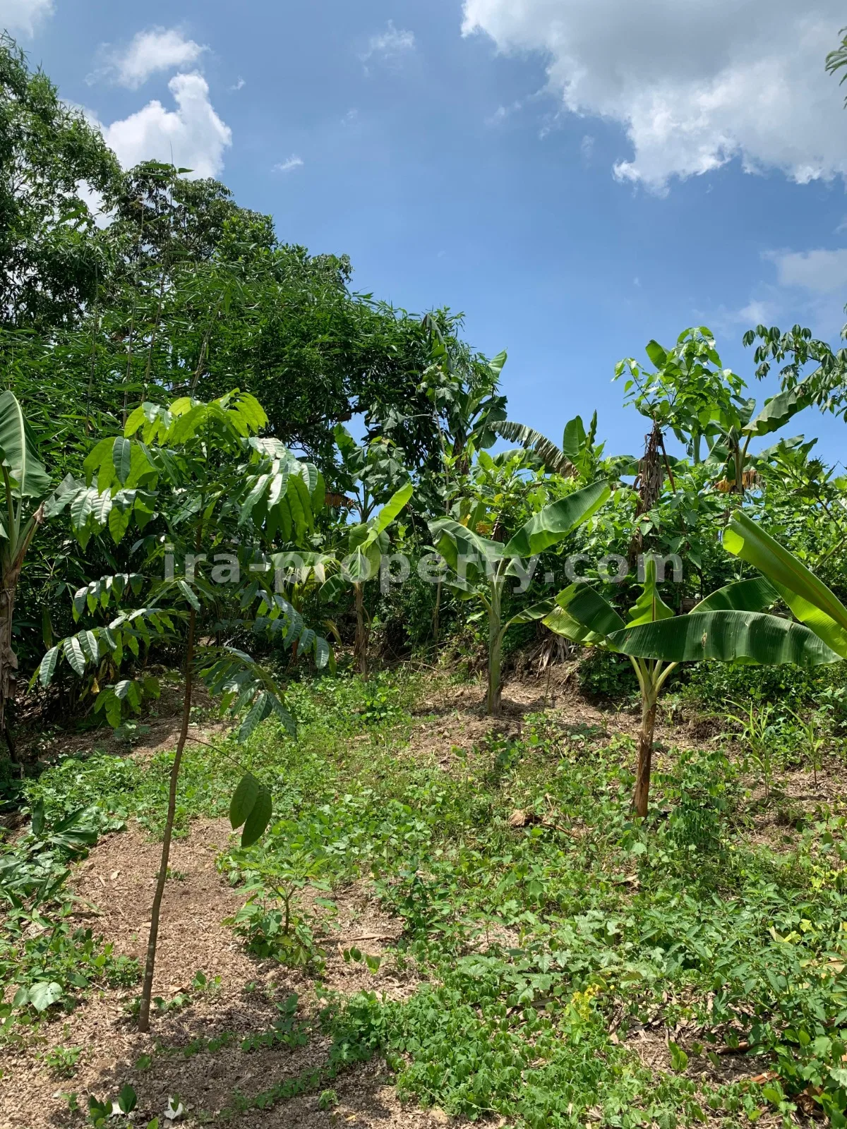 Land for Sale in Labulia, Near the Lombok Airport Bypass, Central Lombok - 87 - 4