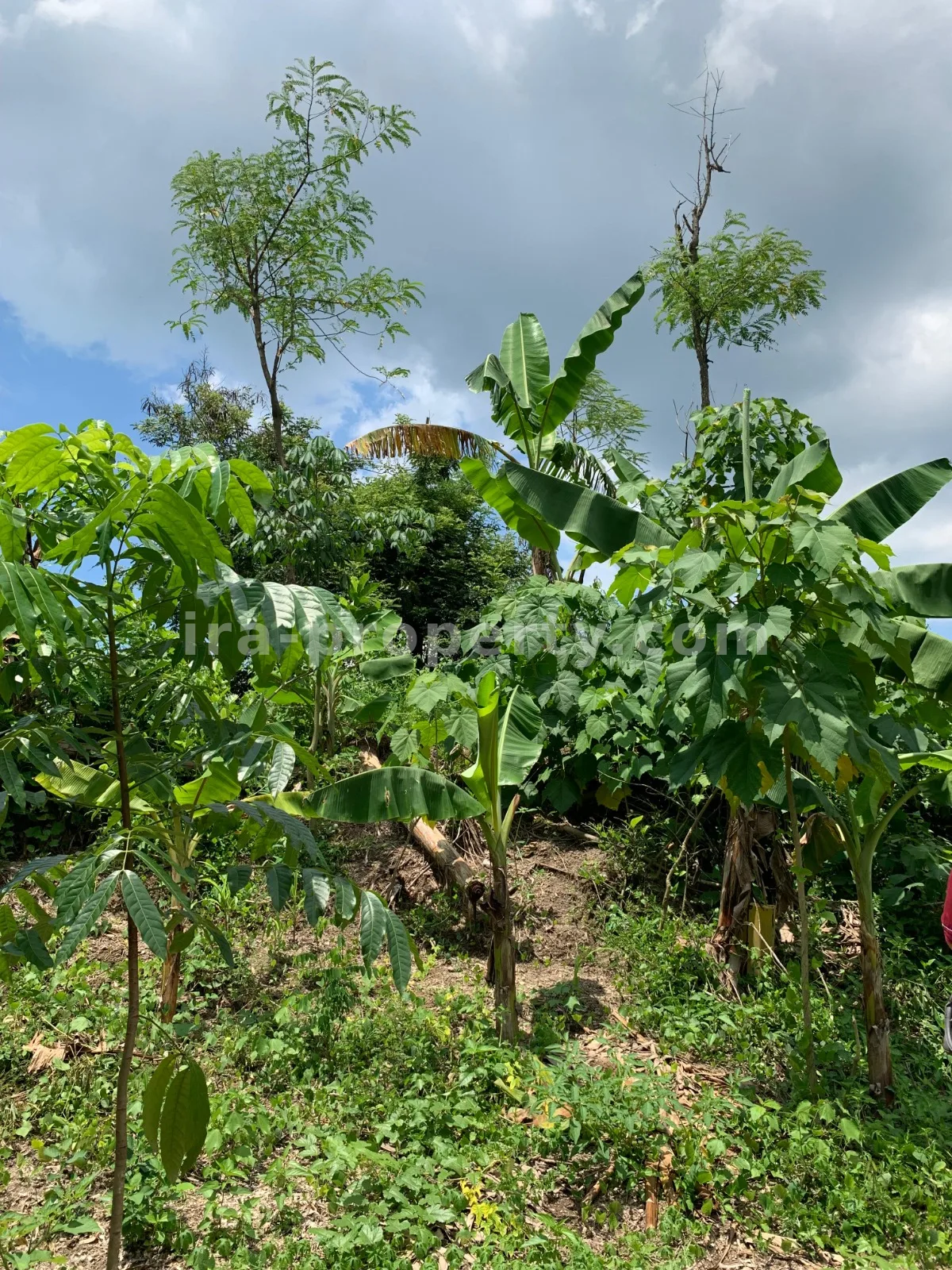 Land for Sale in Labulia, Near the Lombok Airport Bypass, Central Lombok - 87 - 5
