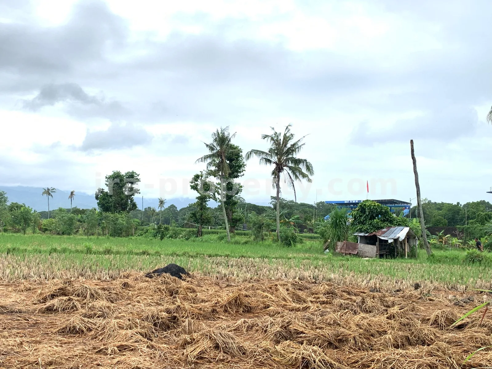 Tanah Dijual di Udayana, Kota Mataram - 493 - 3