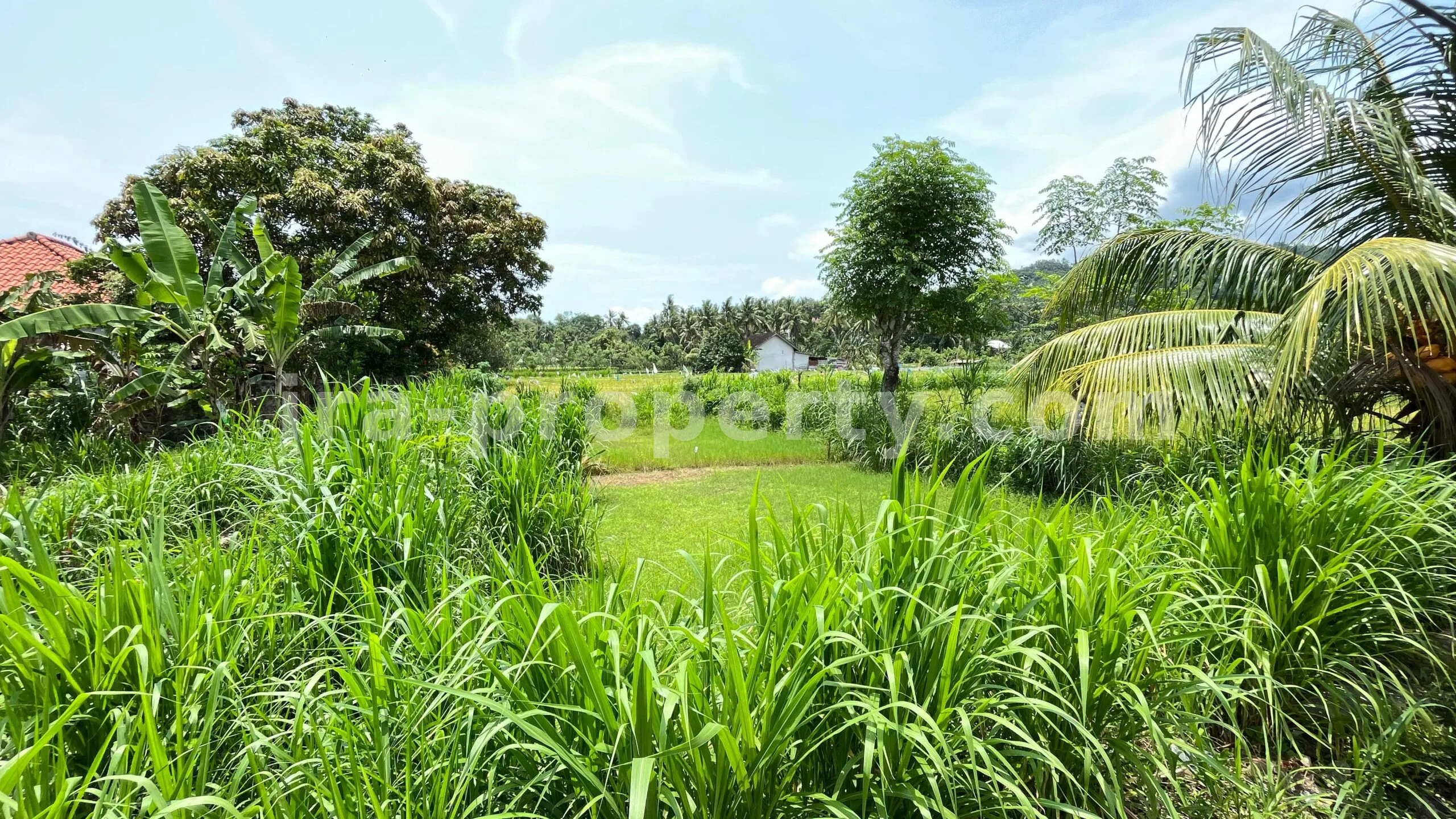 Tanah Dijual di Bale Solah, Sandik, Lombok Barat - 498-2 - 5