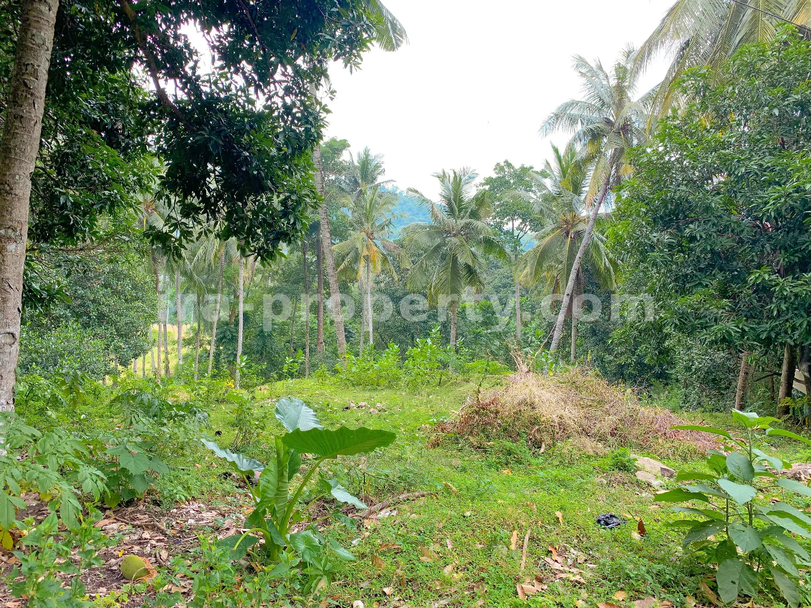 Tanah Dijual di Jalan Utama Malimbu Dekat Senggigi, Lombok Barat - 370 - 5
