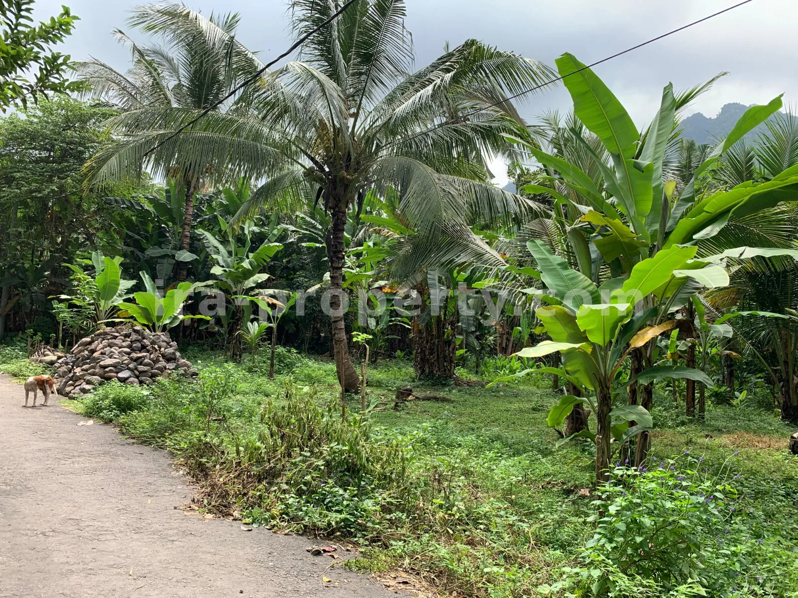 Tanah Dijual di Malimbu Dekat Senggigi, Lombok Barat - 372-2 - 4