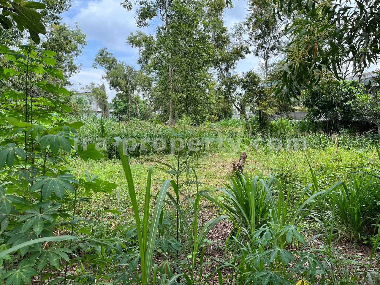 Land Plot for Sale in Central Kuta Mandalika - 494-2 - 1