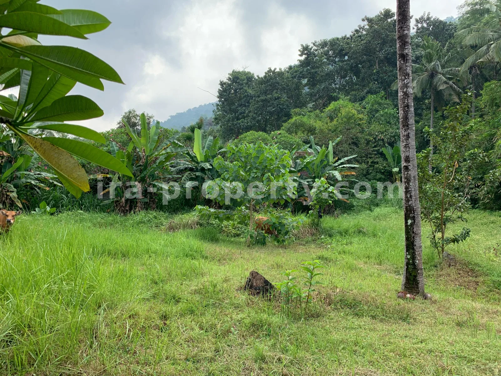 Tanah Pemandangan Pantai untuk Dijual di Kerandangan, Lombok Barat - 377 - 1