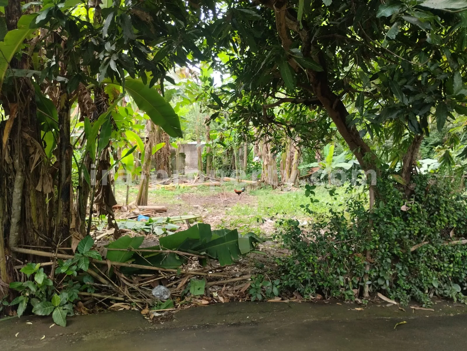 Land for Sale in West Lombok - 381 - 3