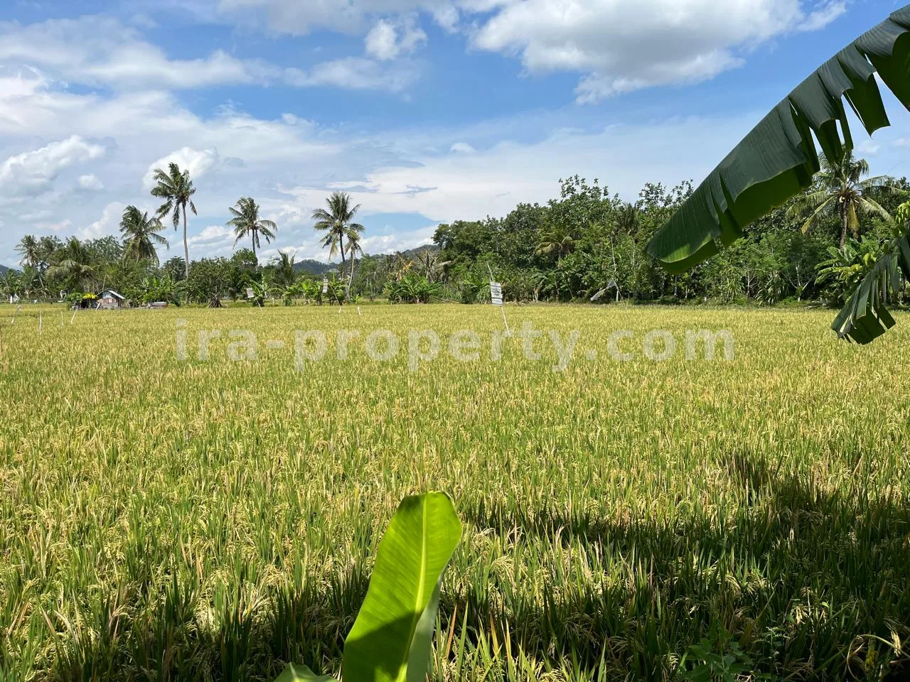 Tanah Pantai Terjangkau untuk Dijual di Kuranji, Lombok Barat - 408 - 2