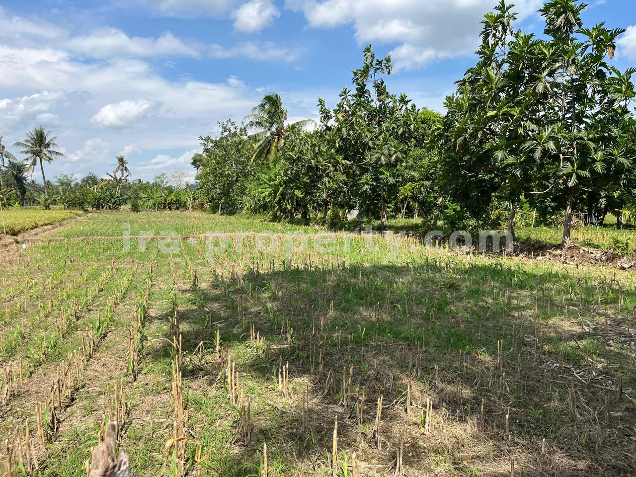 Tanah Pantai Terjangkau untuk Dijual di Kuranji, Lombok Barat - 408 - 4