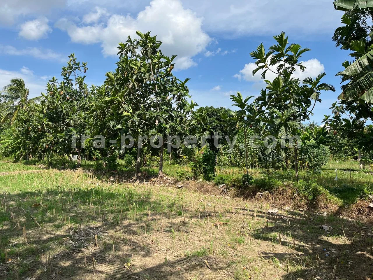 Tanah Pantai Terjangkau untuk Dijual di Kuranji, Lombok Barat - 408 - 6
