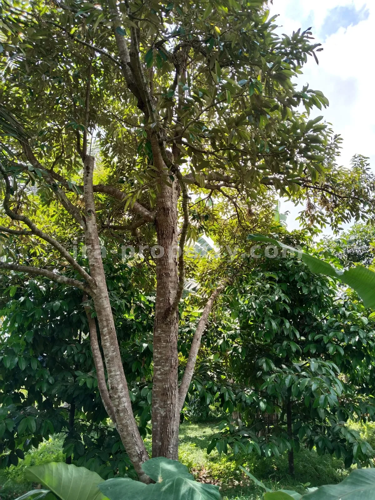 Tanah Kebun Subur dengan Pohon Buah di Lingsar, Lombok Barat - 421 - 11
