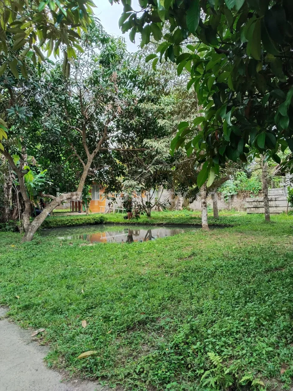 Tanah Kebun Subur dengan Pohon Buah di Lingsar, Lombok Barat - 421 - 12