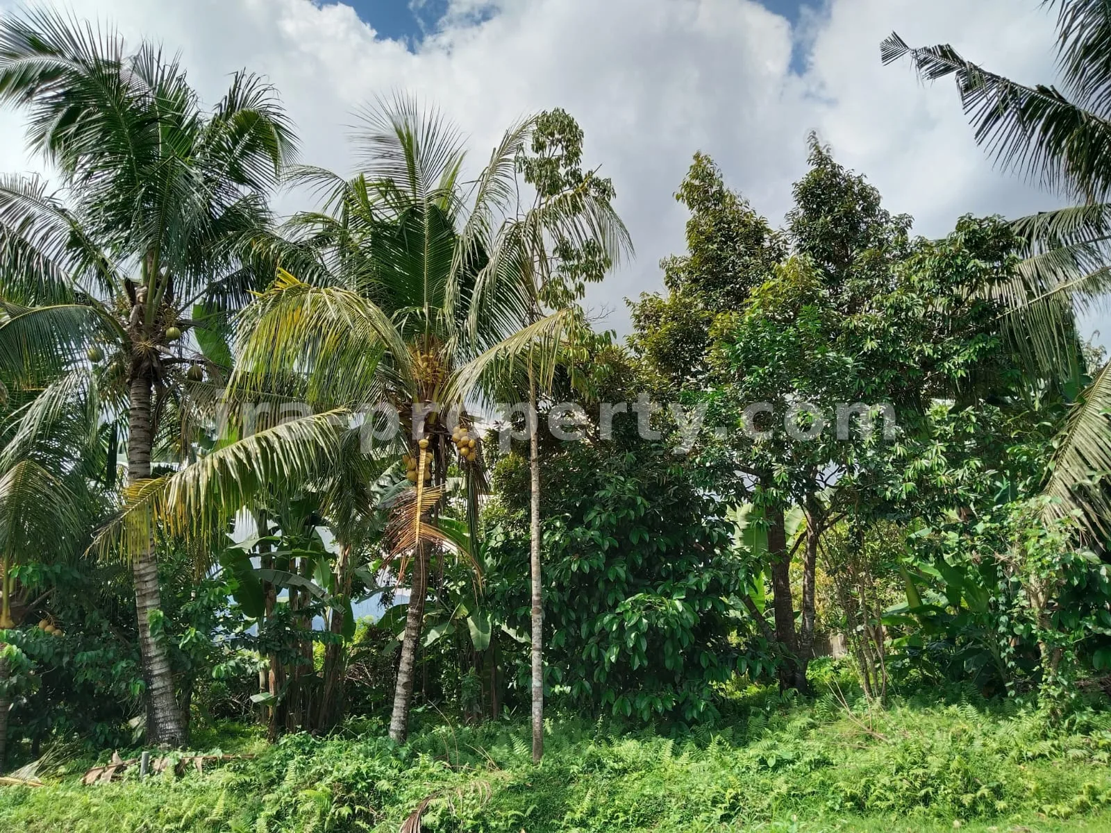 Tanah Kebun Subur dengan Pohon Buah di Lingsar, Lombok Barat - 421 - 3