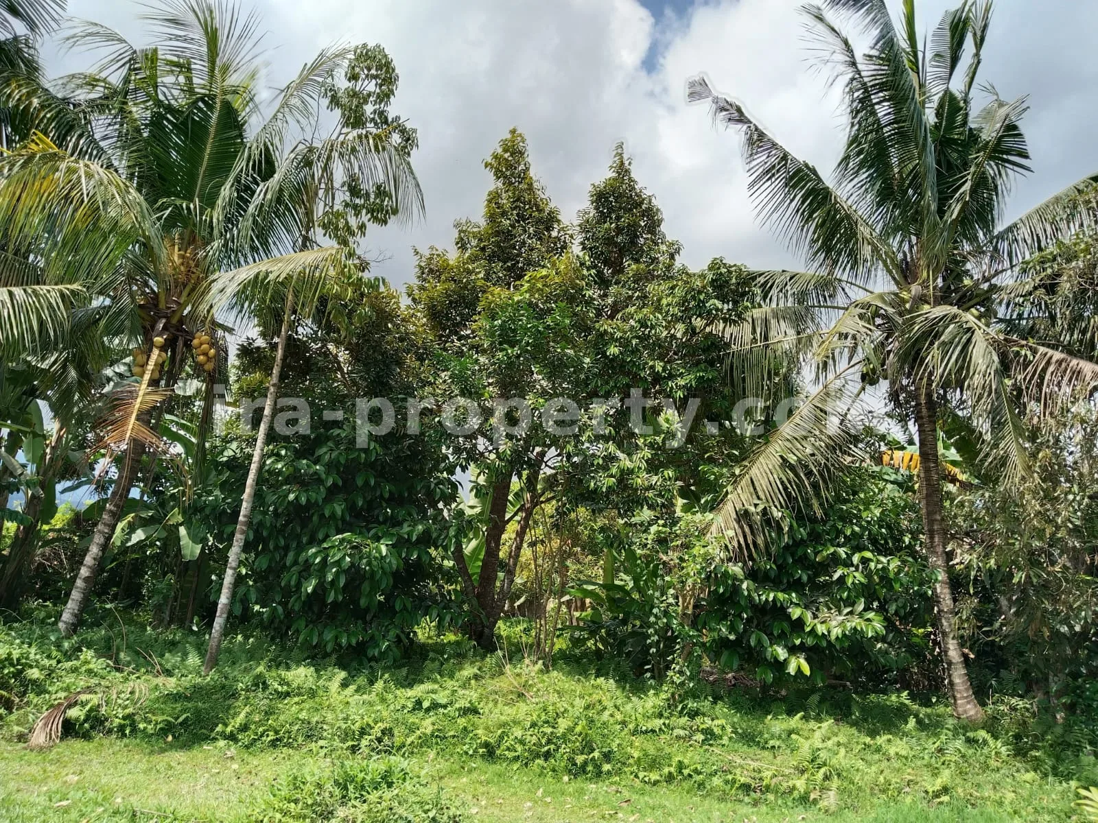 Tanah Kebun Subur dengan Pohon Buah di Lingsar, Lombok Barat - 421 - 4