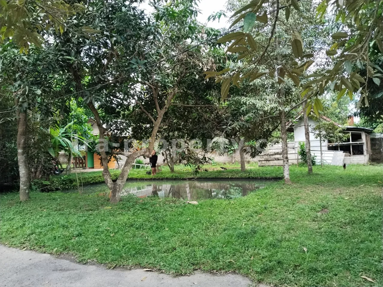 Tanah Kebun Subur dengan Pohon Buah di Lingsar, Lombok Barat - 421 - 5