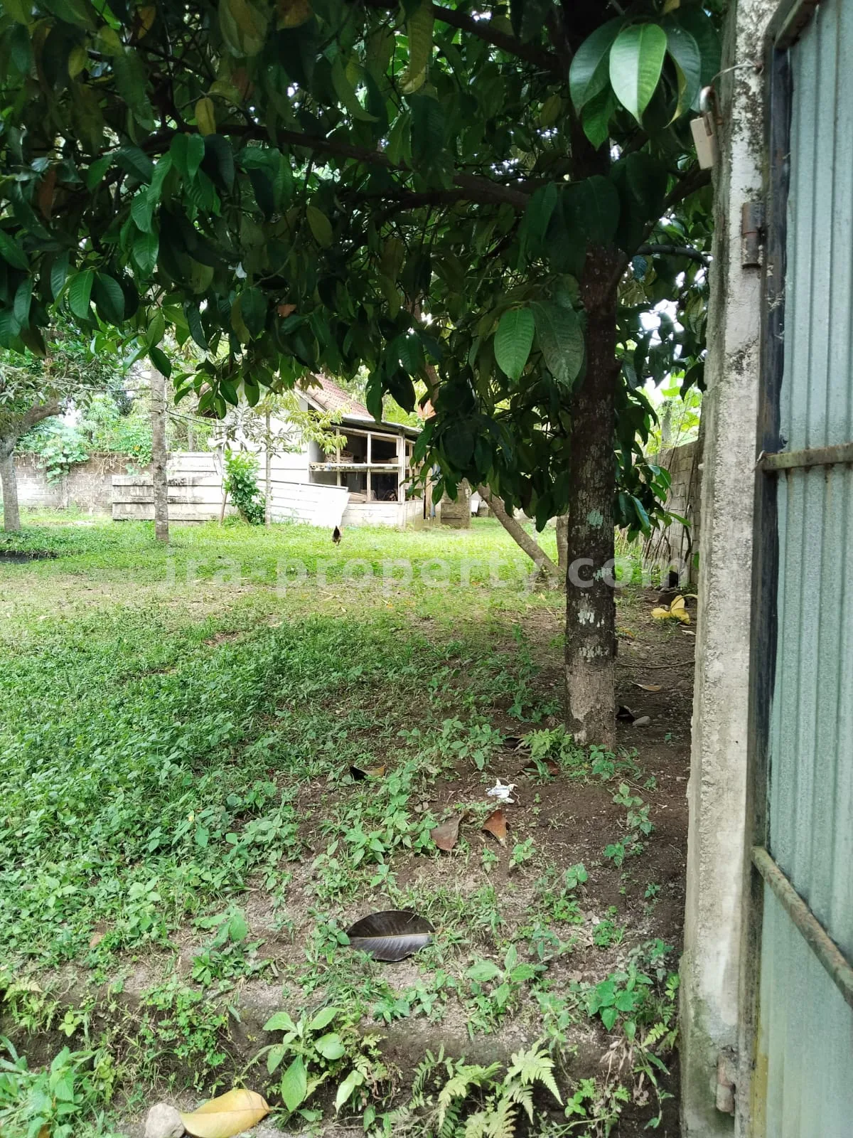 Tanah Kebun Subur dengan Pohon Buah di Lingsar, Lombok Barat - 421 - 7