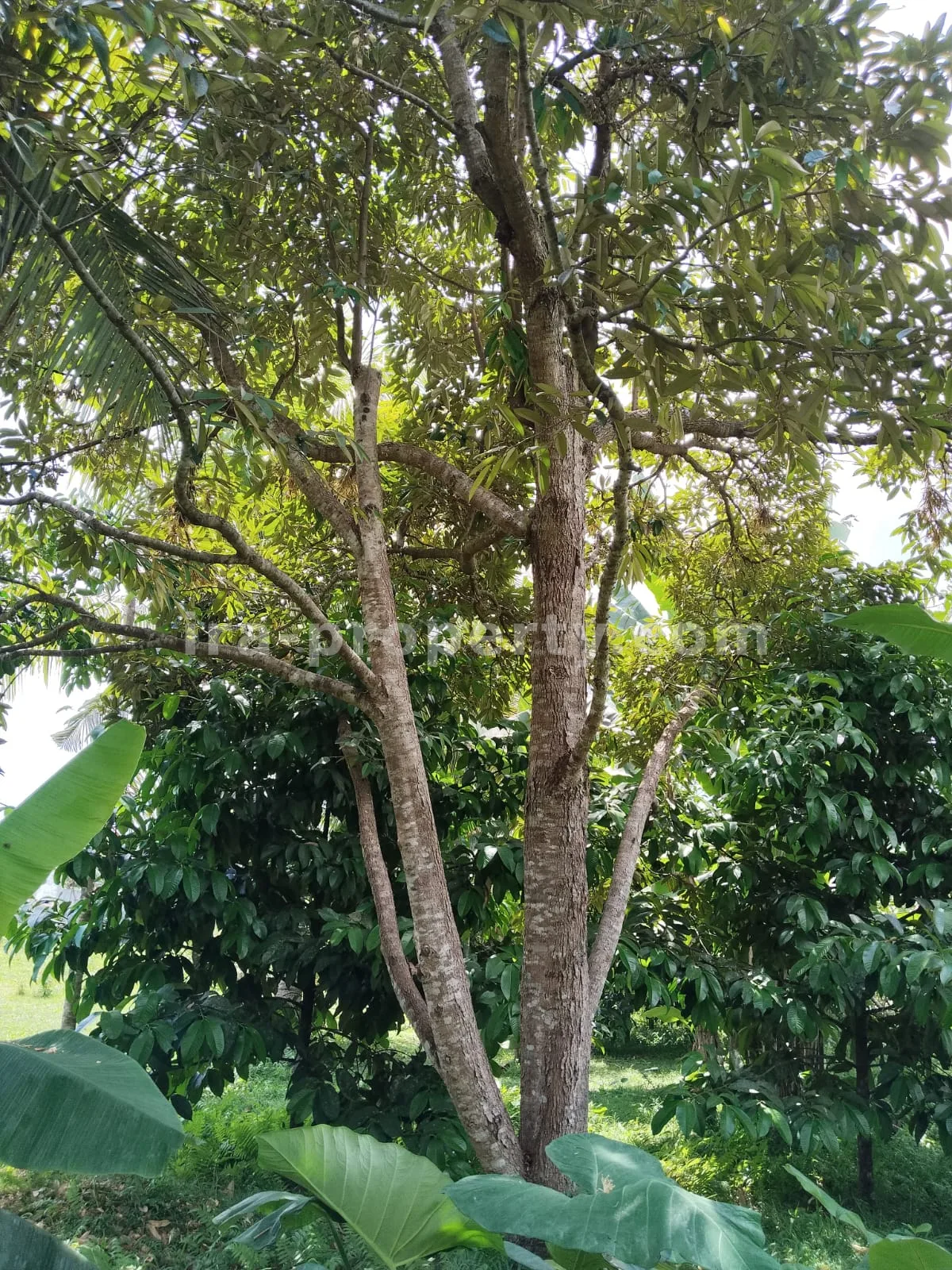 Tanah Kebun Subur dengan Pohon Buah di Lingsar, Lombok Barat - 421 - 9