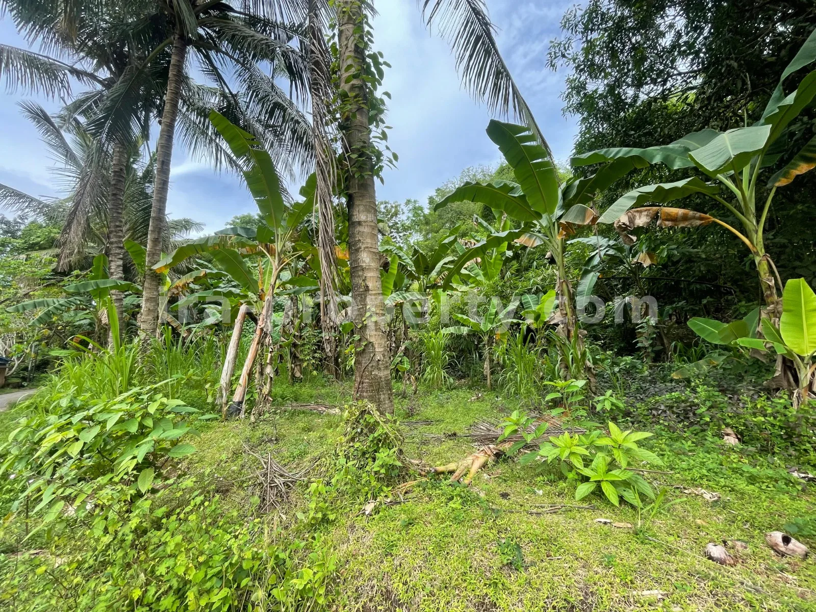 Hilltop Ocean View Land in Areguling – Near Kuta Mandalika - 548-2 - 1