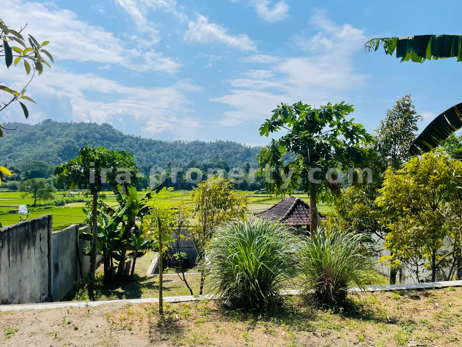 Tanah Pemandangan Sawah di Gunung Sari untuk Villa Pribadi - 420-2 - 6