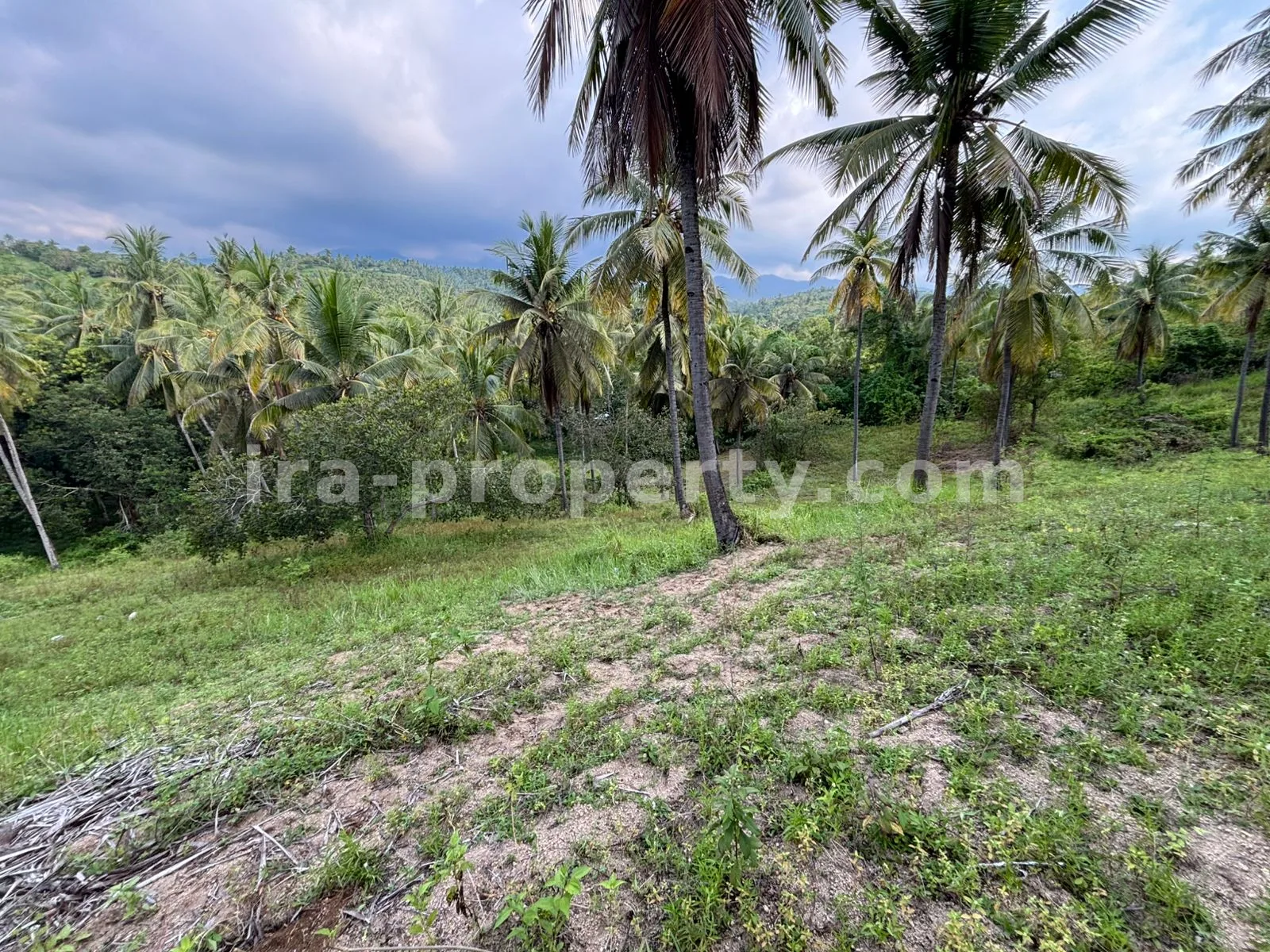 Tanah Perkebunan Luas 1,2-Hektar di Sokong, Lombok Utara – Investasi Pertanian Premium - 395-2 - 2