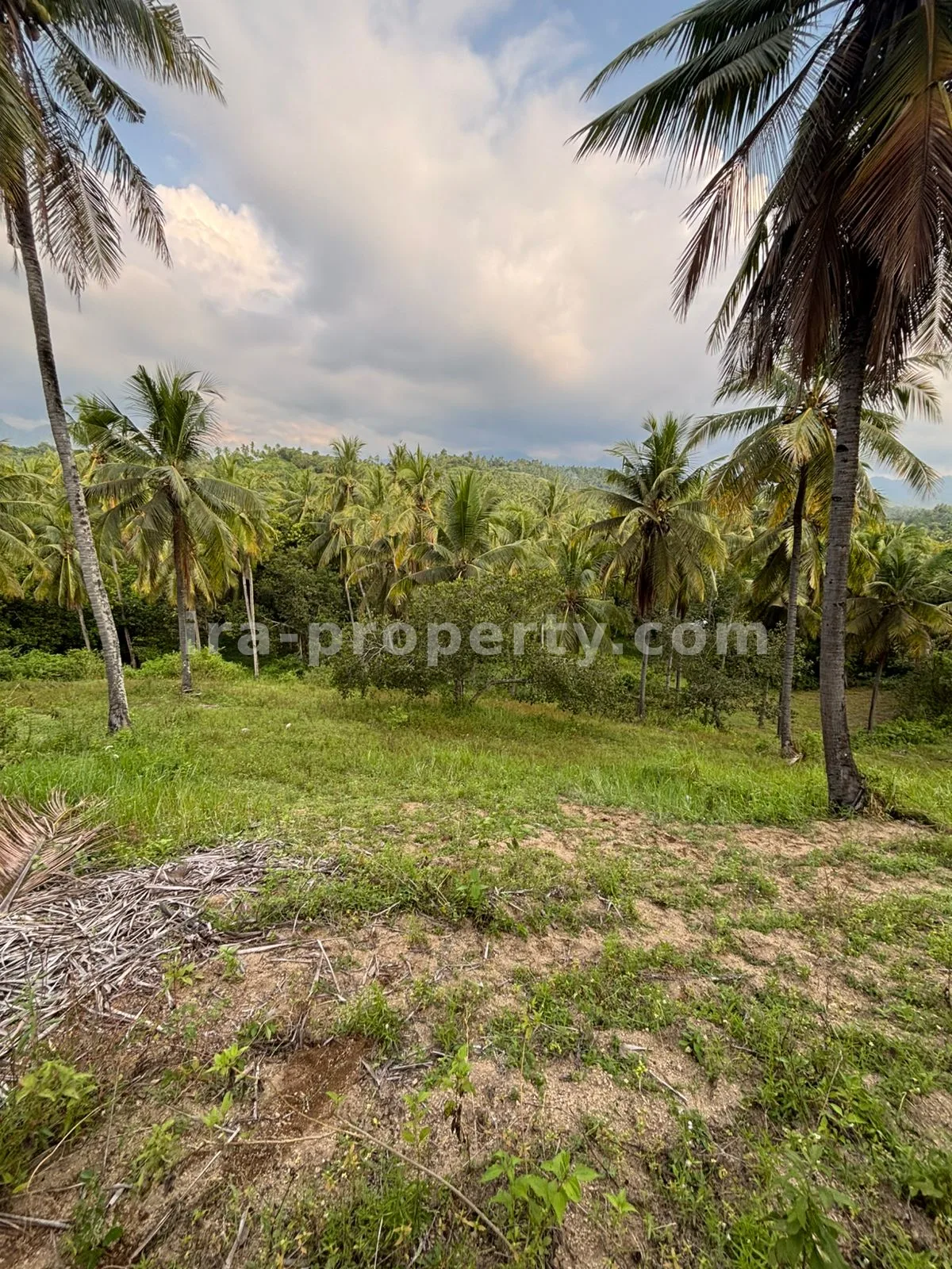 Tanah Perkebunan Luas 1,2-Hektar di Sokong, Lombok Utara – Investasi Pertanian Premium - 395-2 - 3