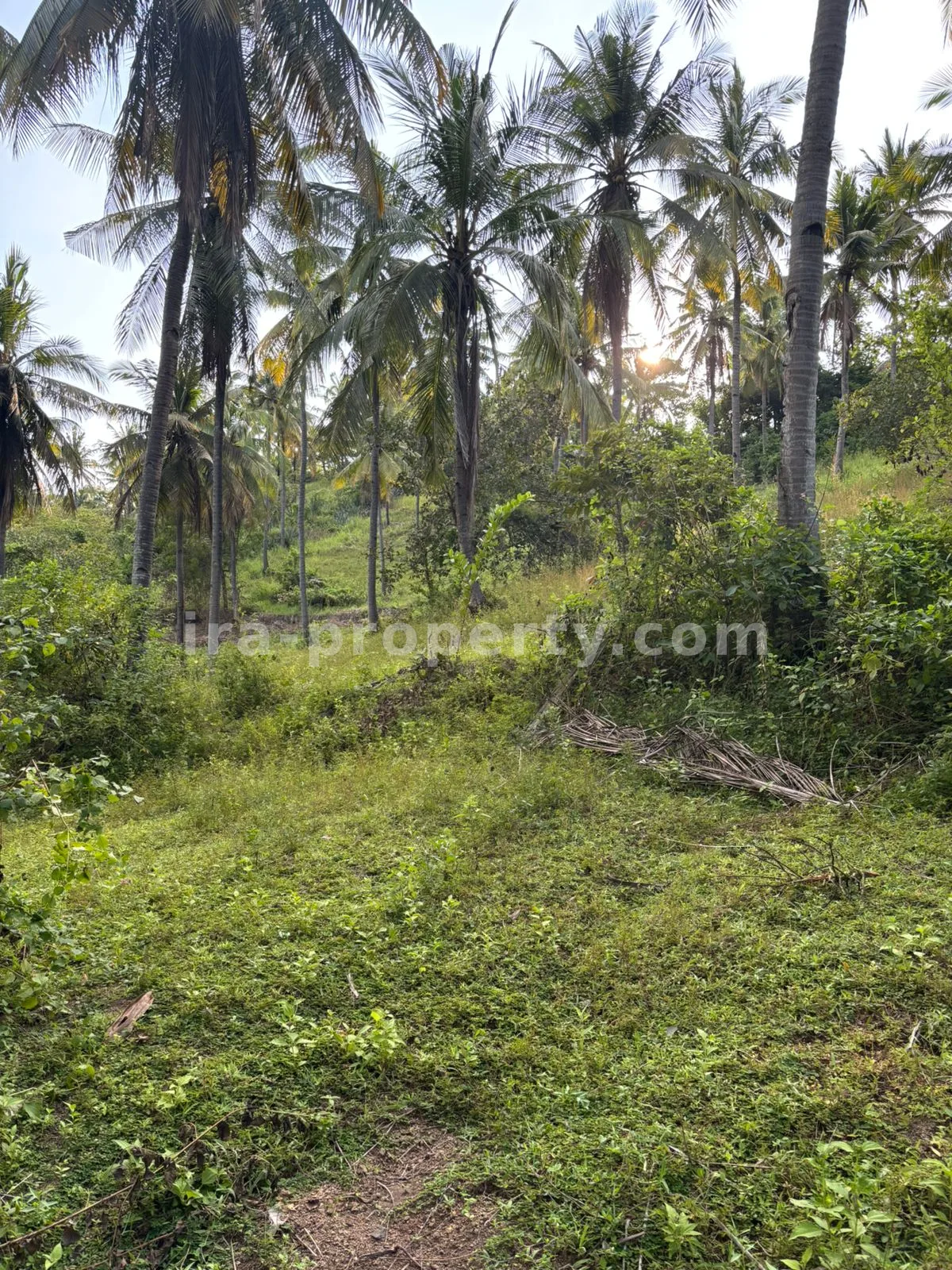 Tanah Perkebunan Luas 1,2-Hektar di Sokong, Lombok Utara – Investasi Pertanian Premium - 395-2 - 4