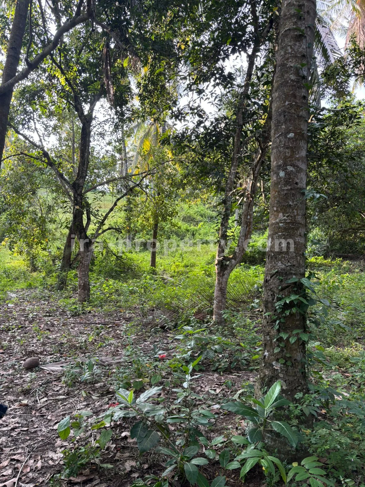 Tanah Perkebunan Luas 1,2-Hektar di Sokong, Lombok Utara – Investasi Pertanian Premium - 395-2 - 7