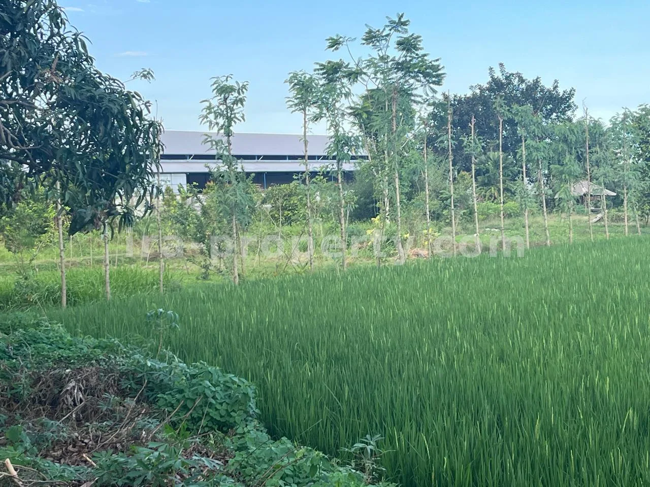 Tanah Komersial & Industri 1,05-Hektar – Depan Bypass Gerung-Kuripan, Lombok Barat - 422-2 - 2