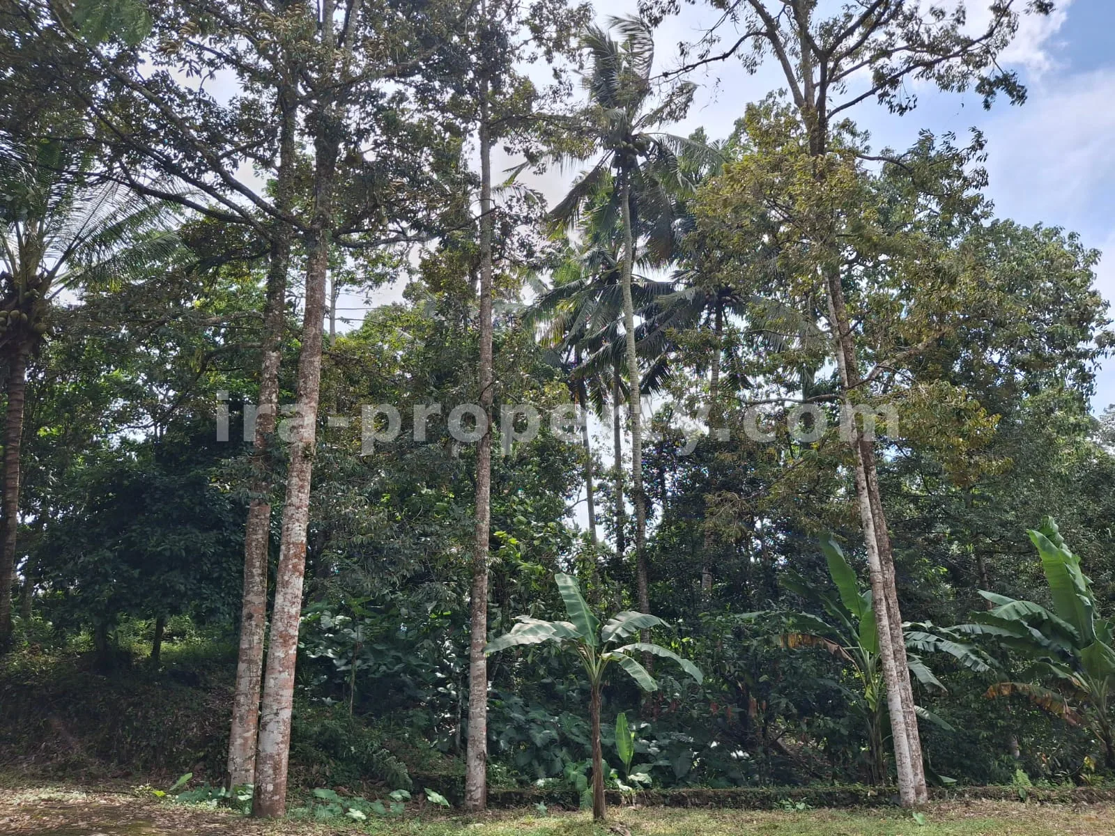 Garden Estate for Sale in Narmada Near Sesaot, West Lombok - 424 - 3