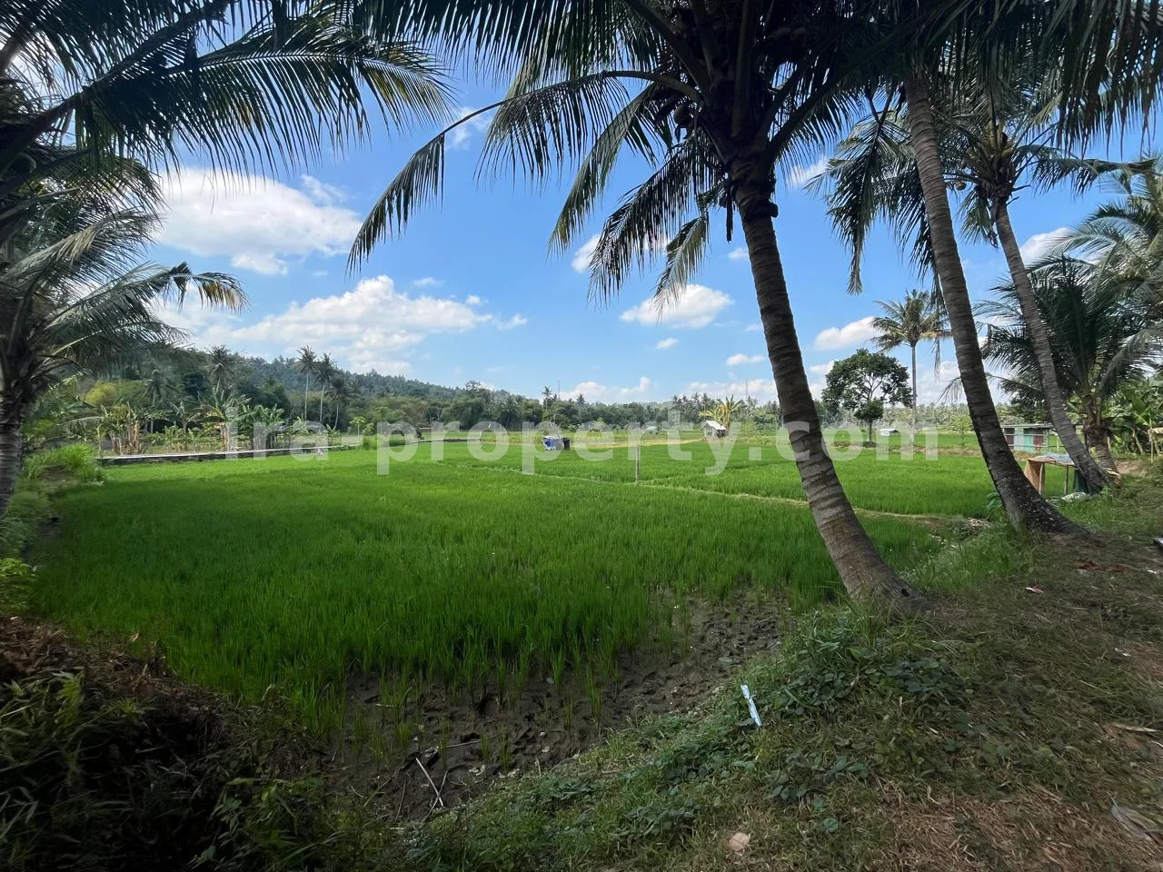 Land Plot for Sale in Kekait, Gunung Sari, West Lombok - 526 - 2
