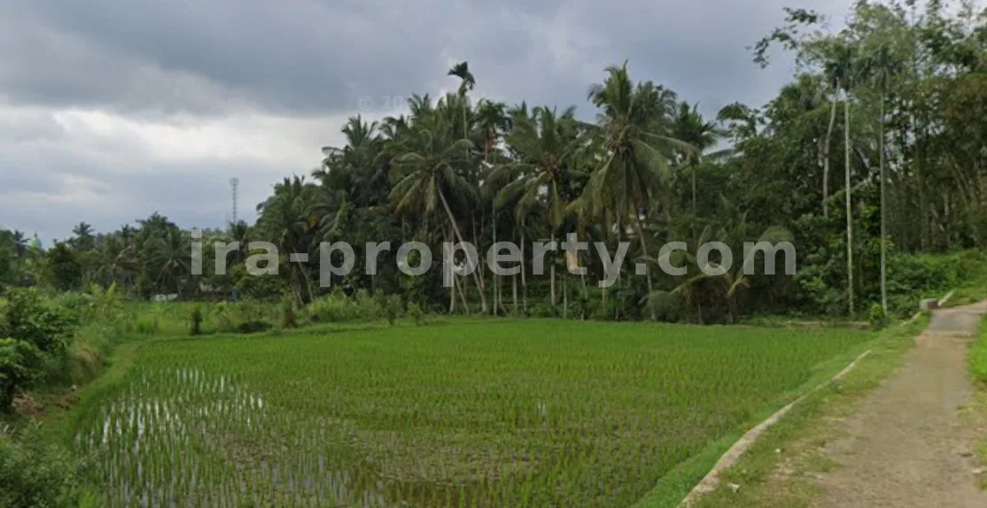 Productive Rice Field for Sale in Batukliang, Central Lombok - 97 - 2