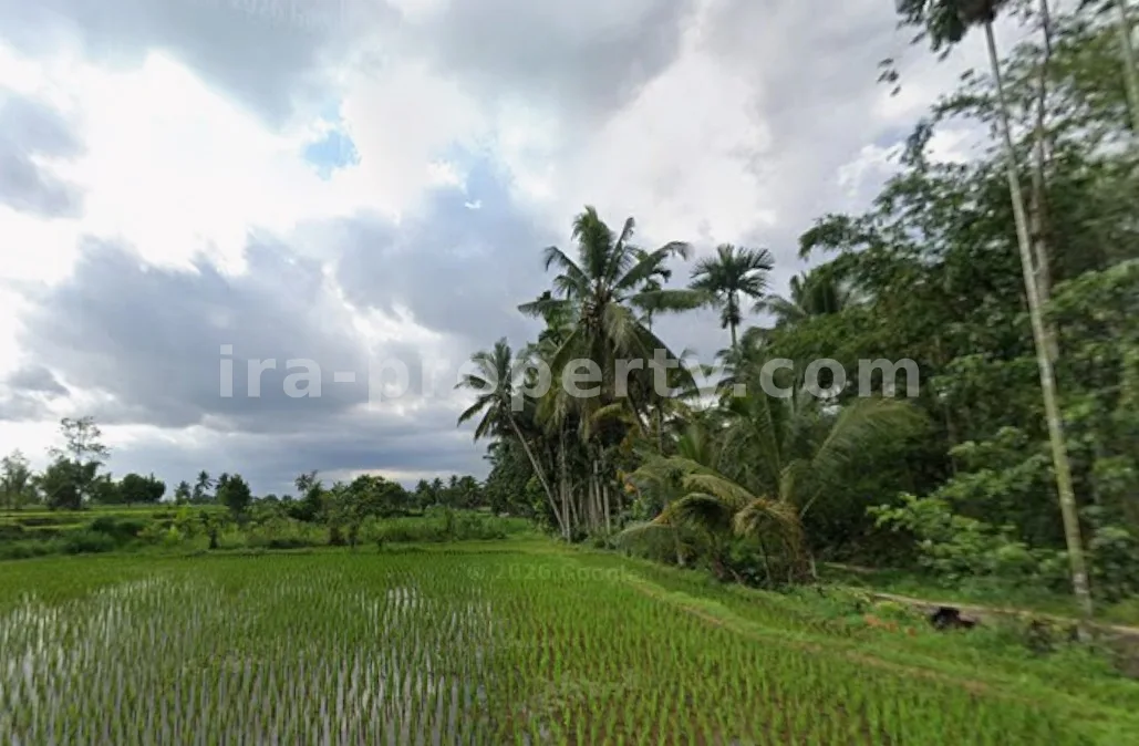 Productive Rice Field for Sale in Batukliang, Central Lombok - 97 - 3
