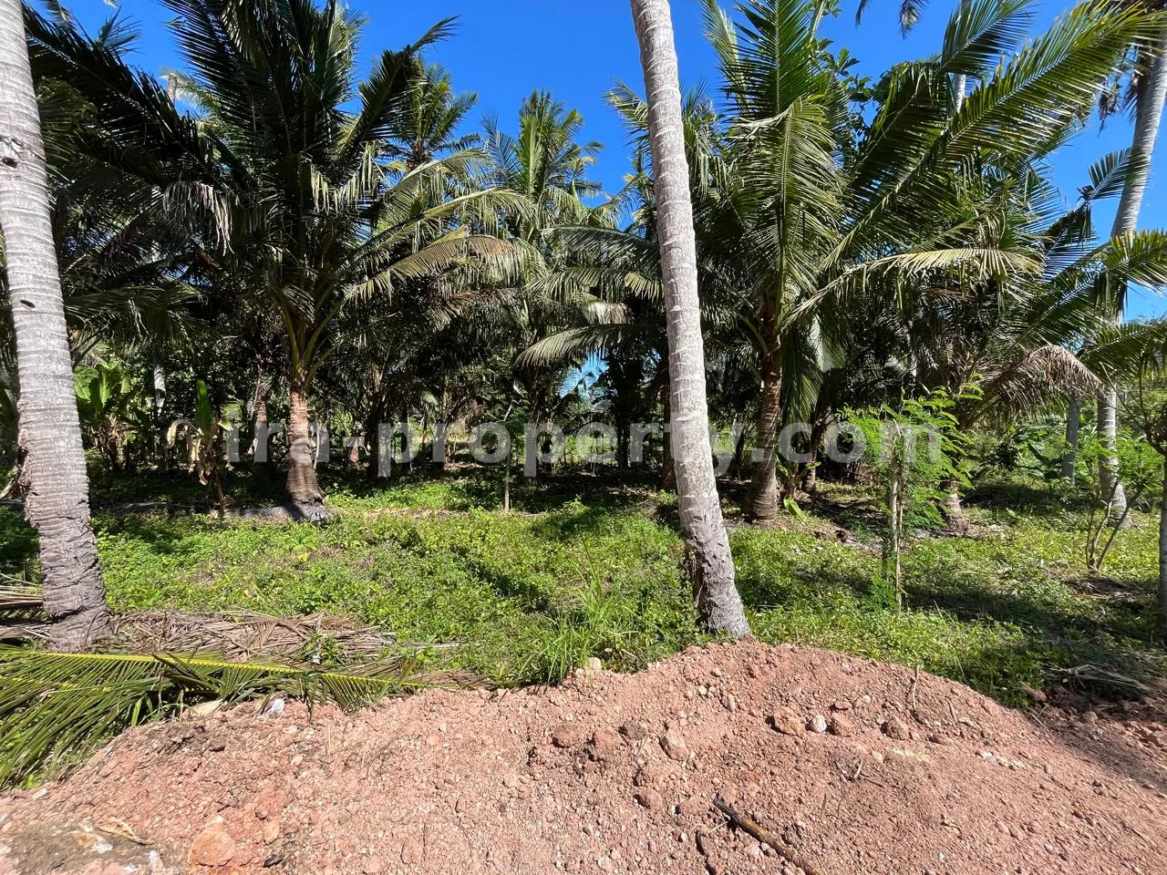 Ocean-View Land Plots in Prabu Areguling near Kuta Mandalika - 537 - 10