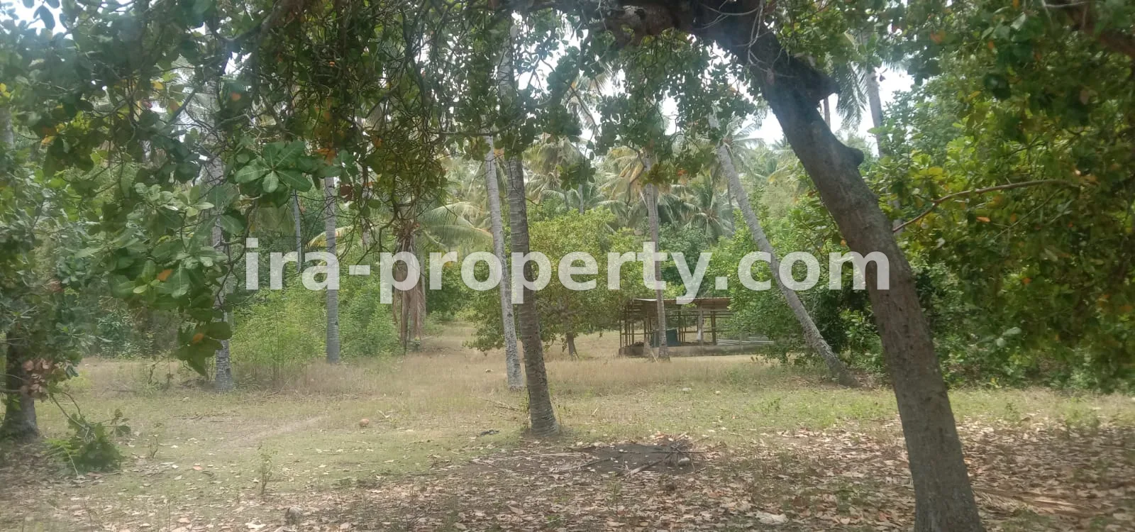 Tanah · Area Lombok Utara · foto 1 dari 8 Tanah kebun di Sokong Tanjung kabupaten lombok utara - 410-4 - 1