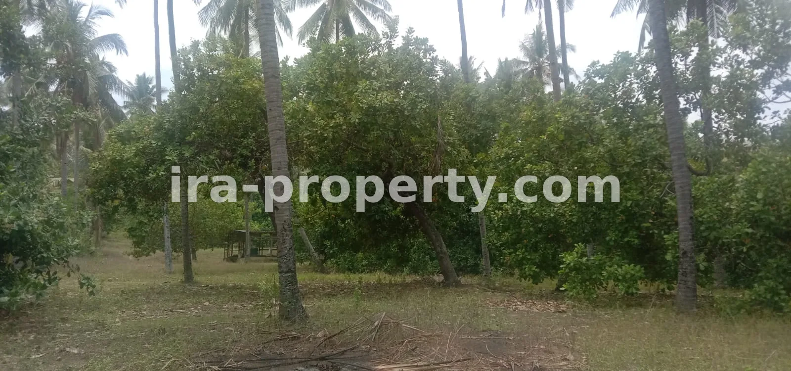 Tanah · Area Lombok Utara · foto 2 dari 8 Tanah kebun di Sokong Tanjung kabupaten lombok utara - 410-4 - 2