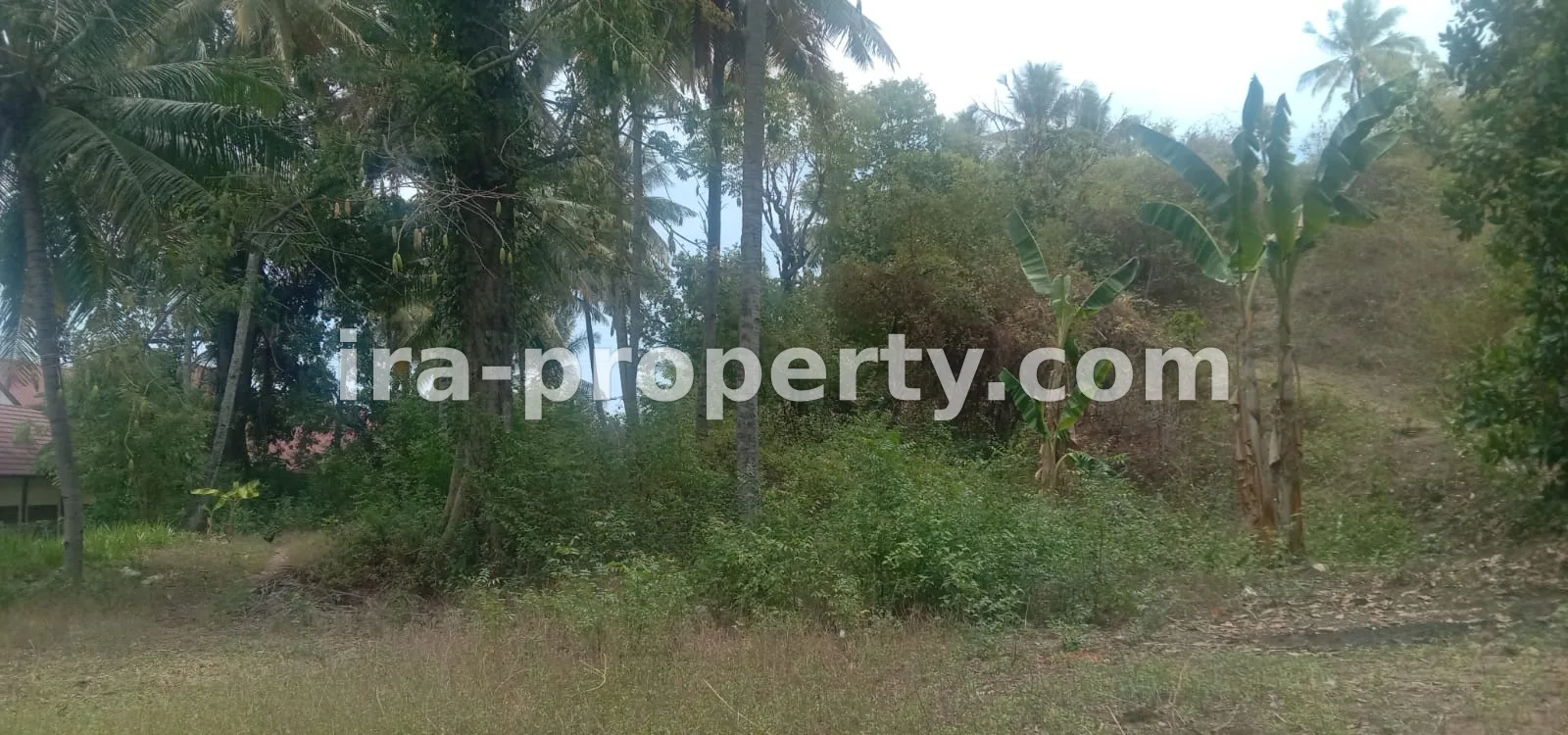 Tanah · Area Lombok Utara · foto 4 dari 8 Tanah kebun di Sokong Tanjung kabupaten lombok utara - 410-4 - 4
