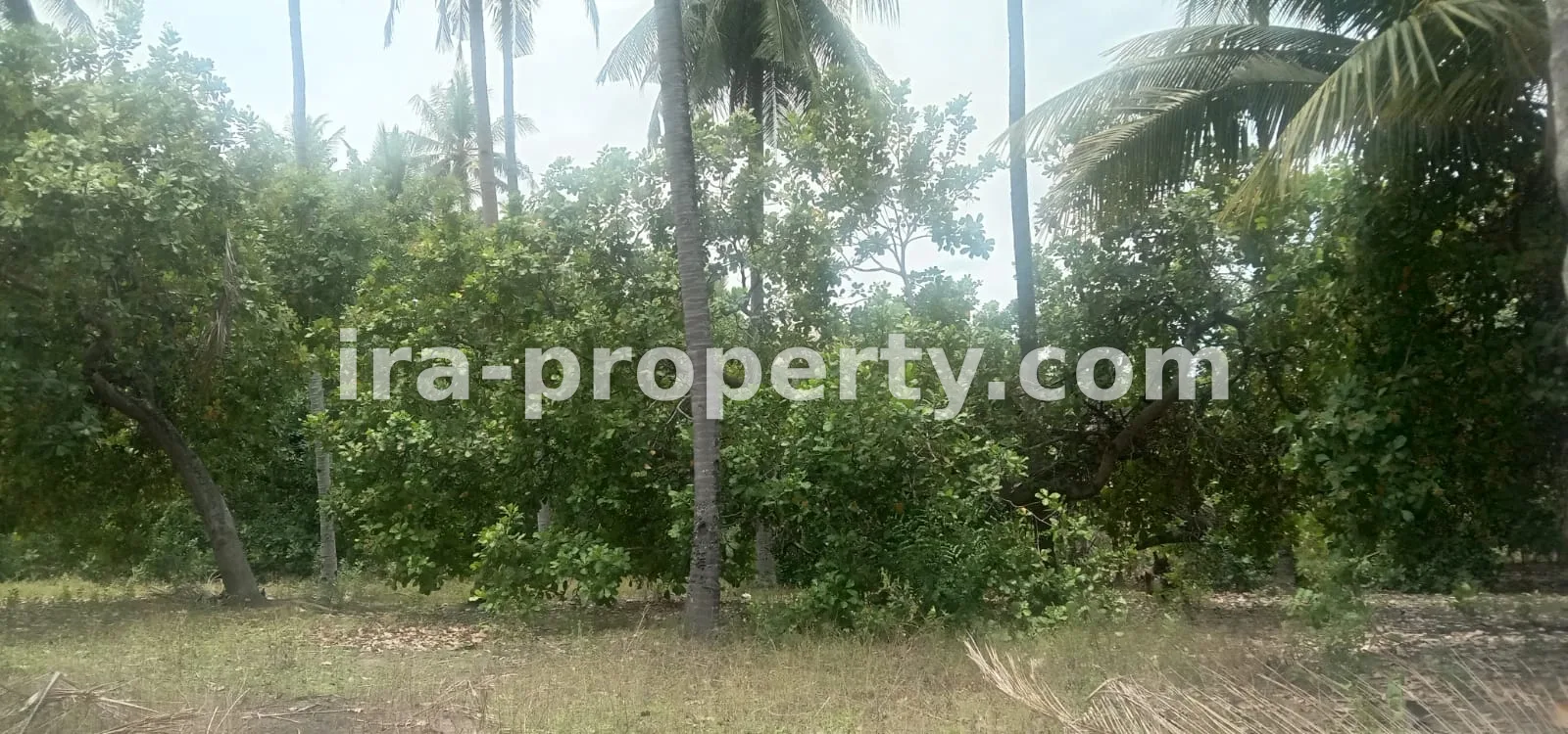 Tanah · Area Lombok Utara · foto 5 dari 8 Tanah kebun di Sokong Tanjung kabupaten lombok utara - 410-4 - 5