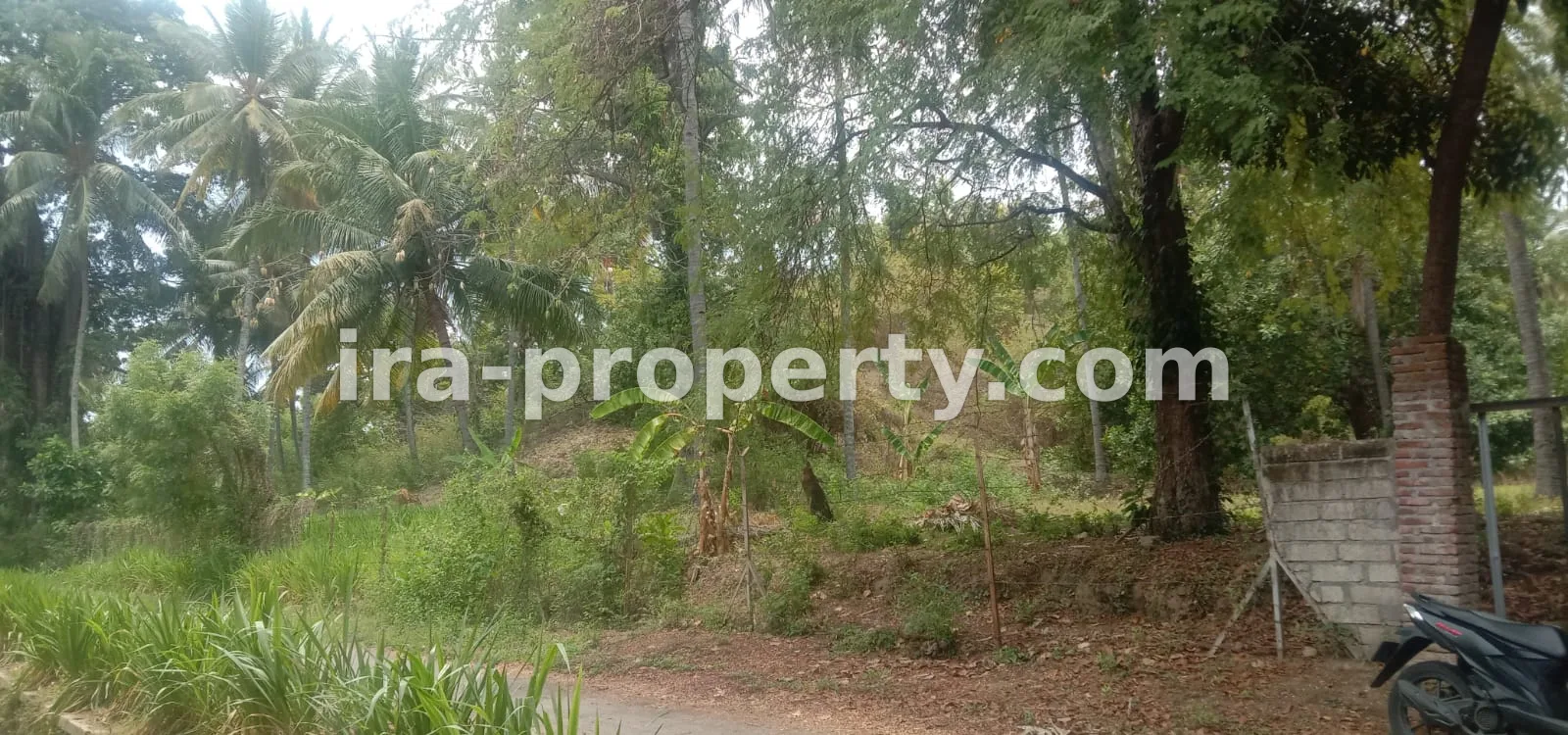 Tanah kebun di Sokong Tanjung kabupaten lombok utara - 410-4 - 6