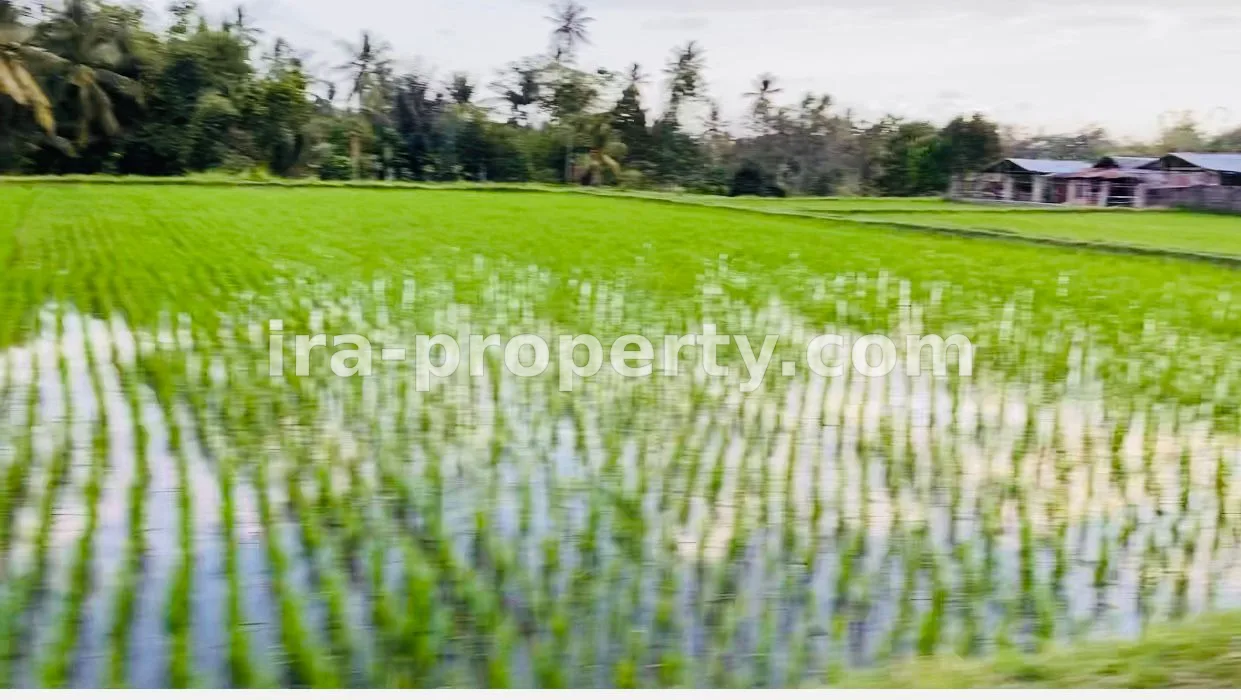 Rice land in Prode Plampang Sumbawa - 163 - 2