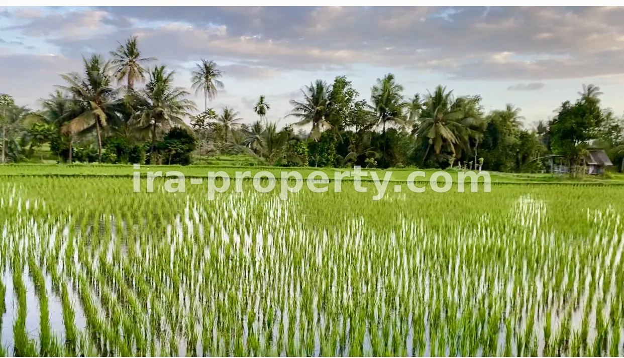Rice land in Prode Plampang Sumbawa - 163 - 1