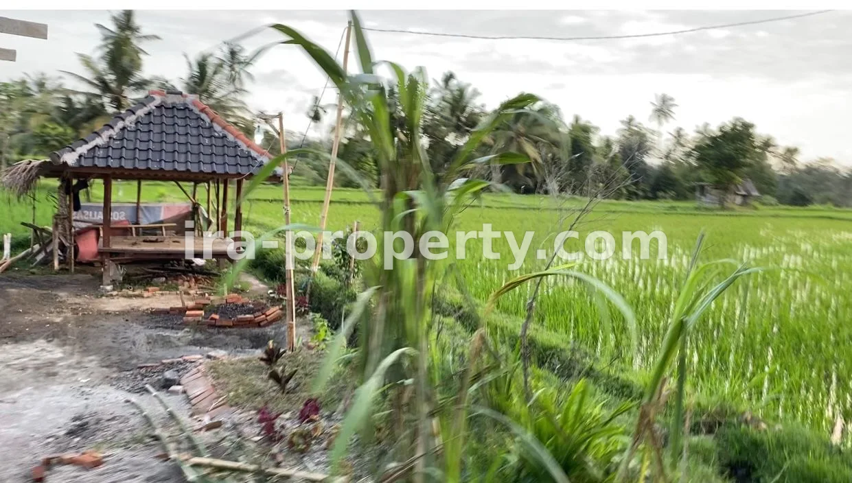 Rice land in Prode Plampang Sumbawa - 163 - 3